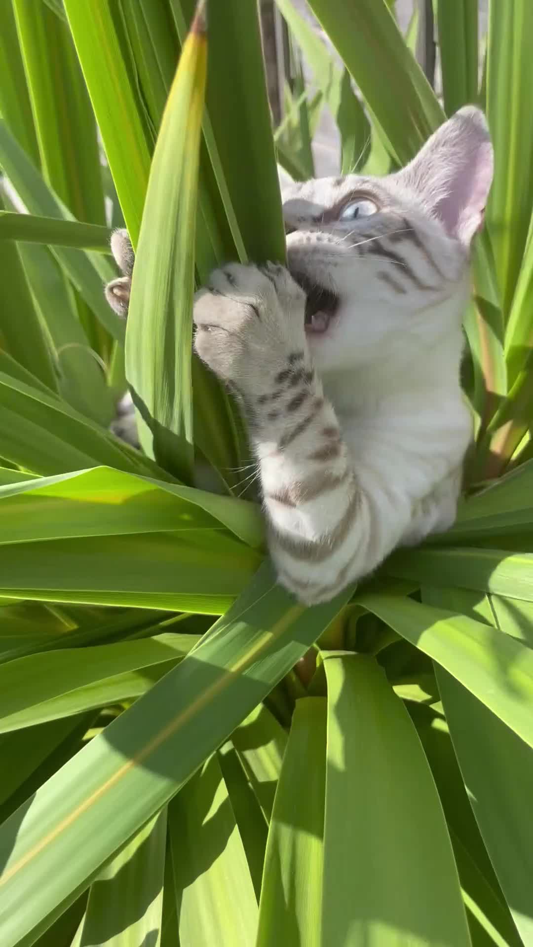 Bengal cats for sale: Sibling Bengals  - Video 1