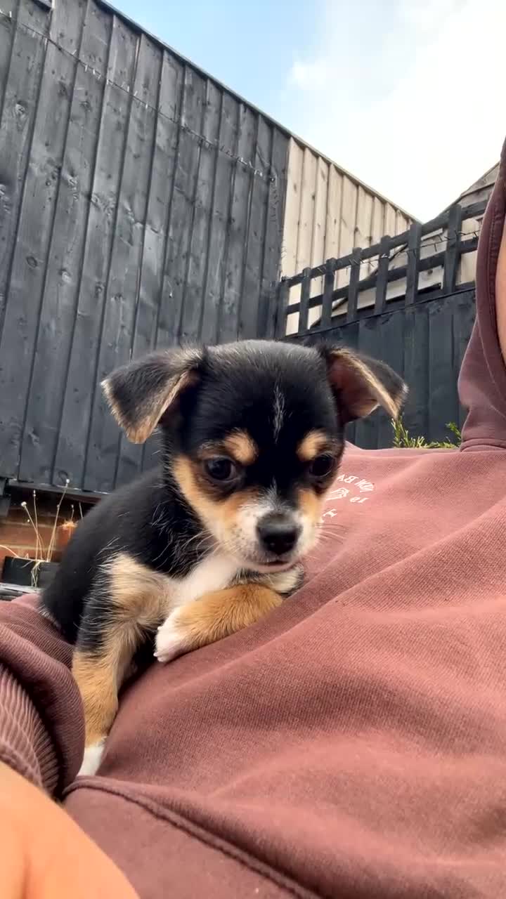 Chihuahua dogs for sale: Reduced 1boy 🐾 Beautiful Chihuahua Boys Available - Video 1