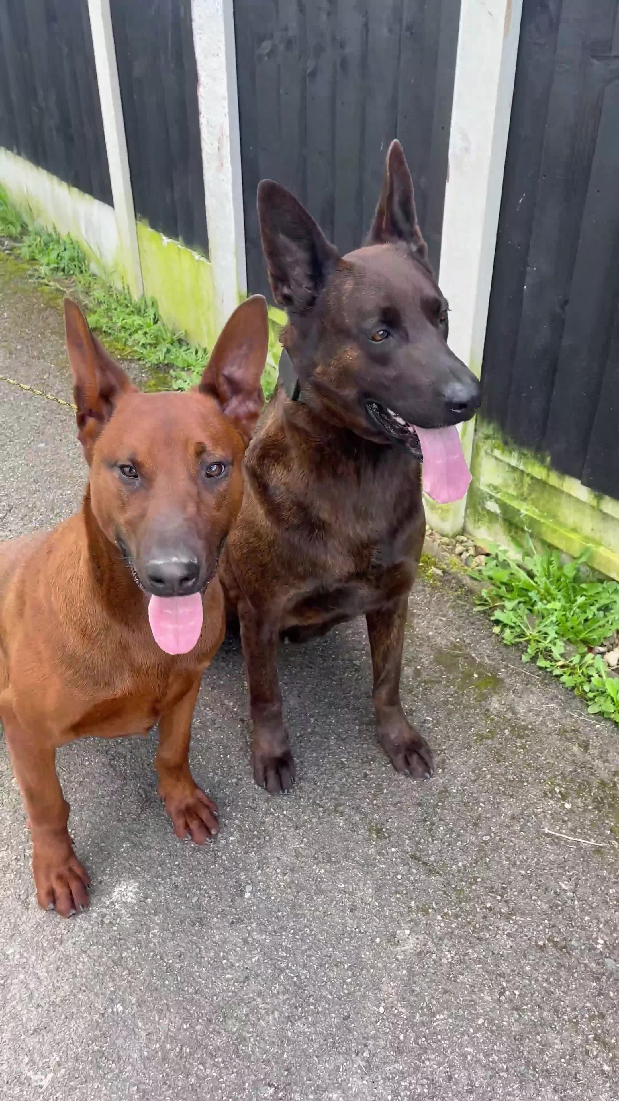 Mixed Breed dogs for sale: Buddy  - Video 1