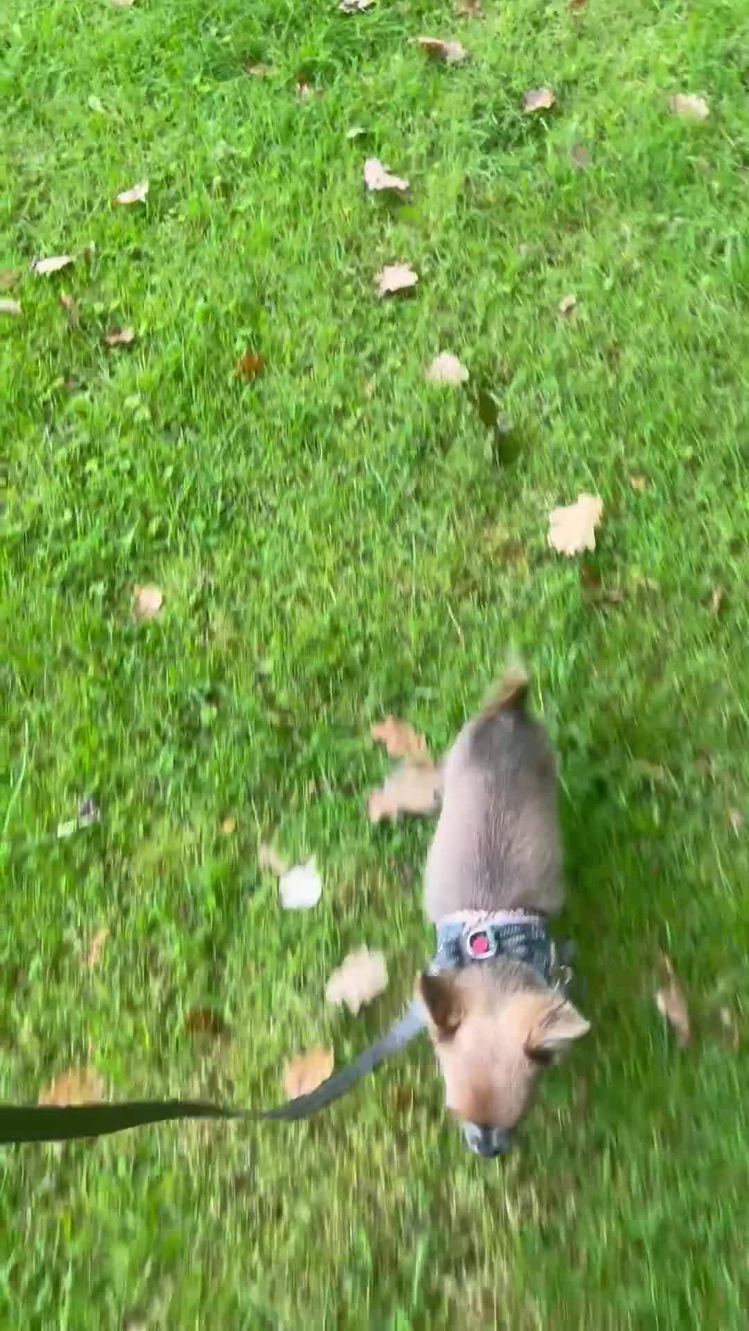 Chihuahua dogs for sale: Long coat chihuahua  - Video 2
