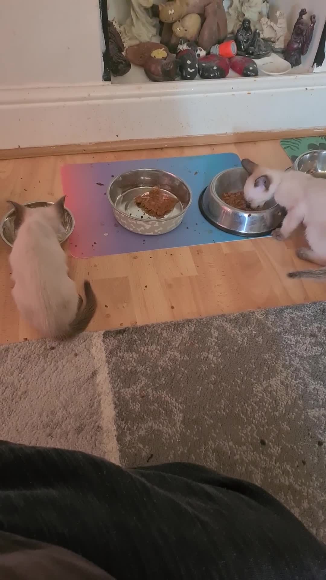 Siamese cats for sale: GCCF Registered Seal Point Boys - Video 1
