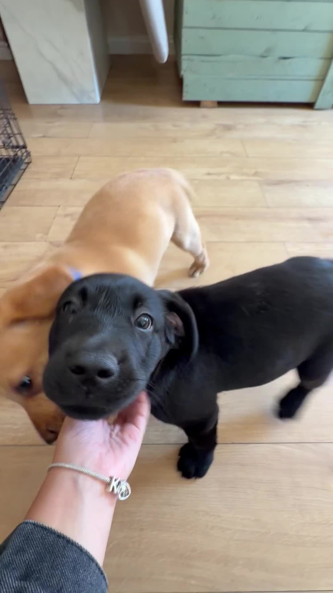 Labrador Retriever dogs for sale: 4 gorgeous Labrador puppies  - Video 1