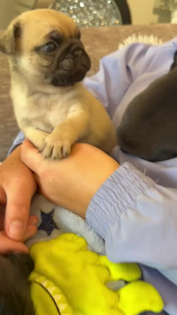 Pug dogs for sale: Stunning litter of boy pugs - Video 1