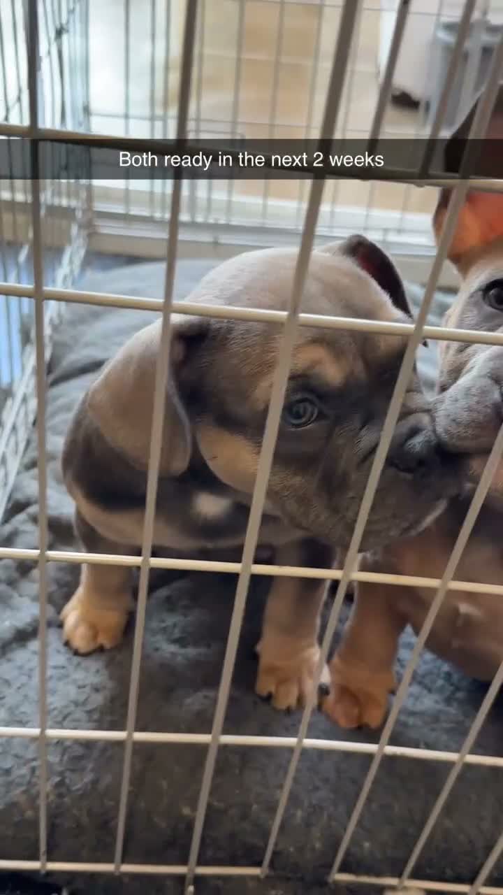 Mixed Breed dogs for sale: Pocket frenchie pups - Video 3