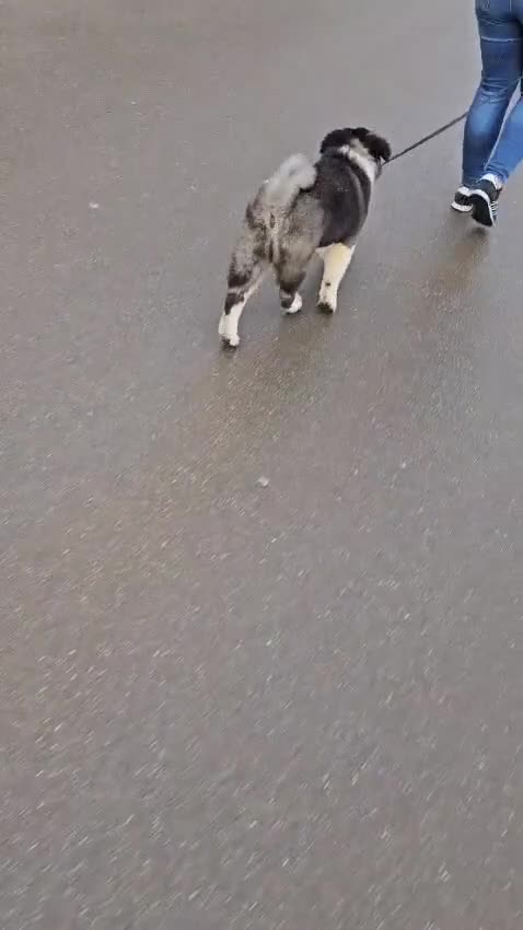 Akita dogs for sale: Japanese/American Akita - Video 2