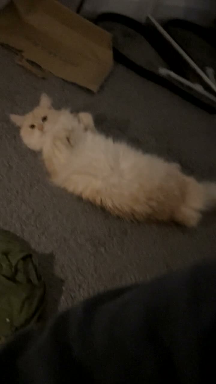 Maine Coon cats for sale: Female 2 year old Maine Coon for sale  - Video 3