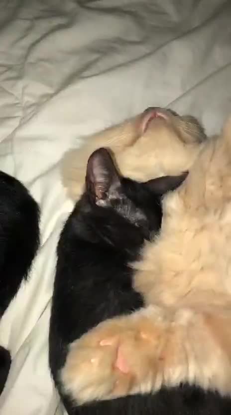 Mixed Breed cats for adoption: ROXY ELLA HEALTHY KITTEN GIRLS SOAYED  VACCINATED  - Video 3