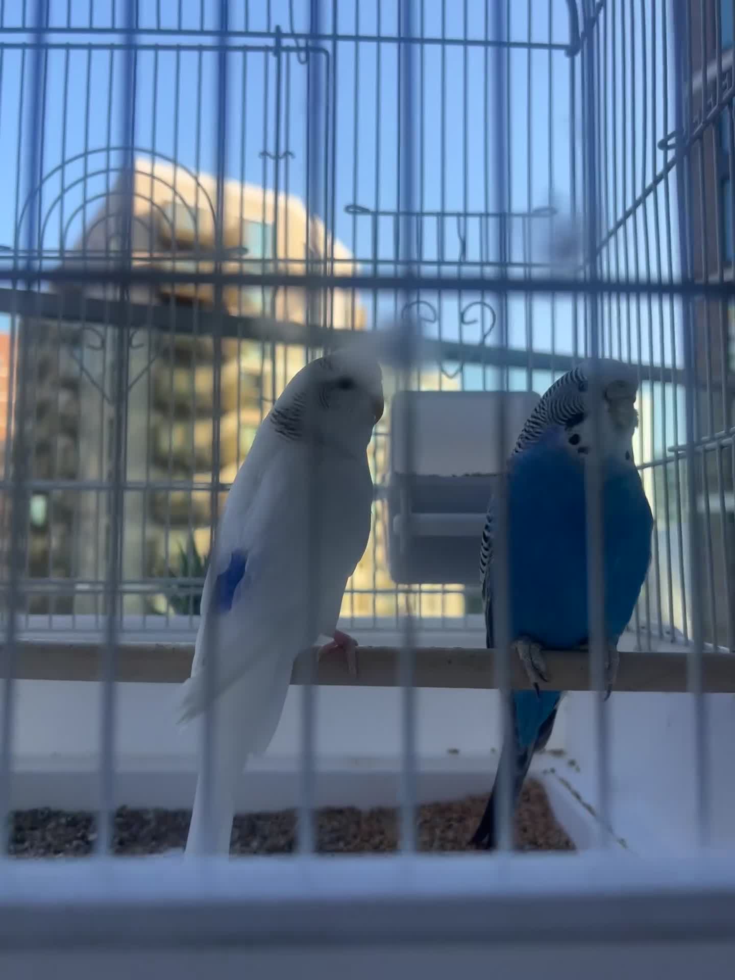 Budgerigars birds for sale: Birds - Video 1