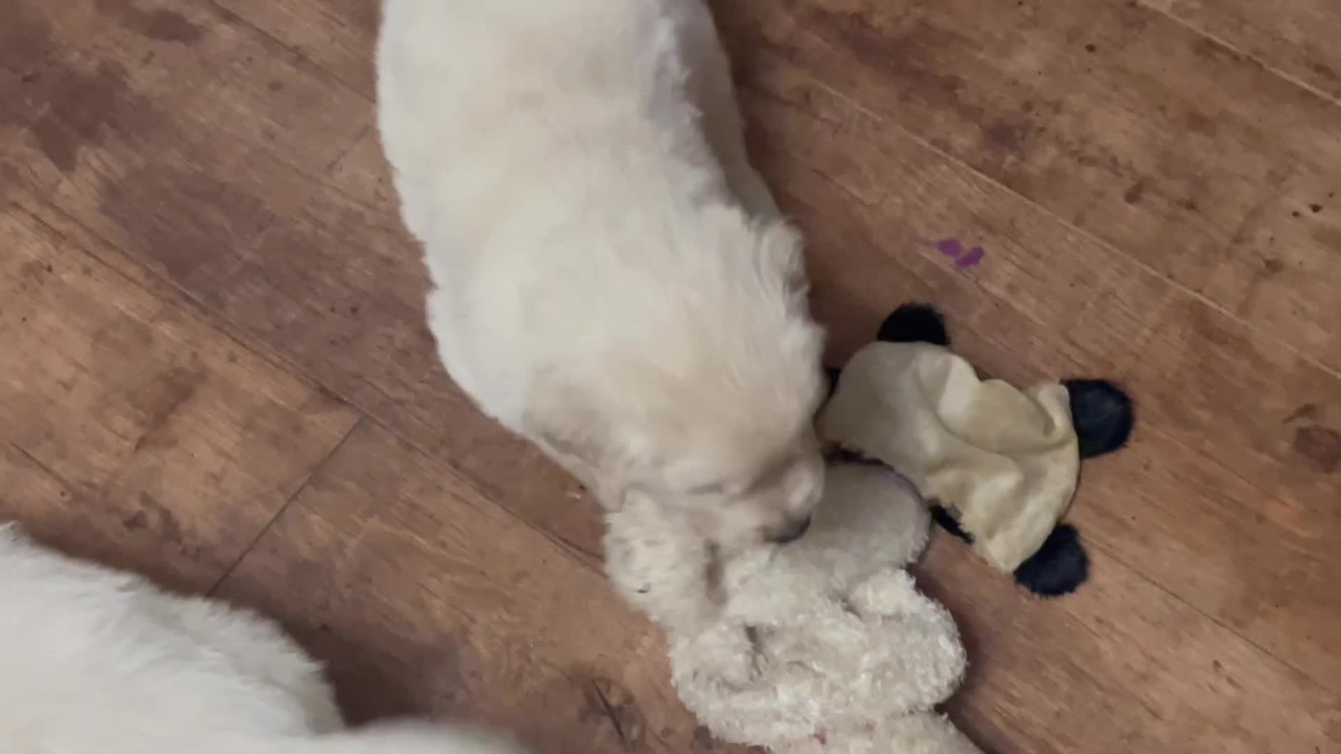 Golden Retriever dogs for sale: KC Reg Cream Boys from health tested parents.  - Video 2