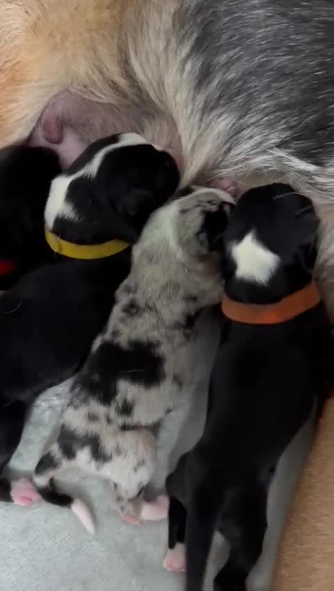 Border Collie dogs for stud: Proven pure bred tri coloured merle collie stud in Fakenham - Video 2