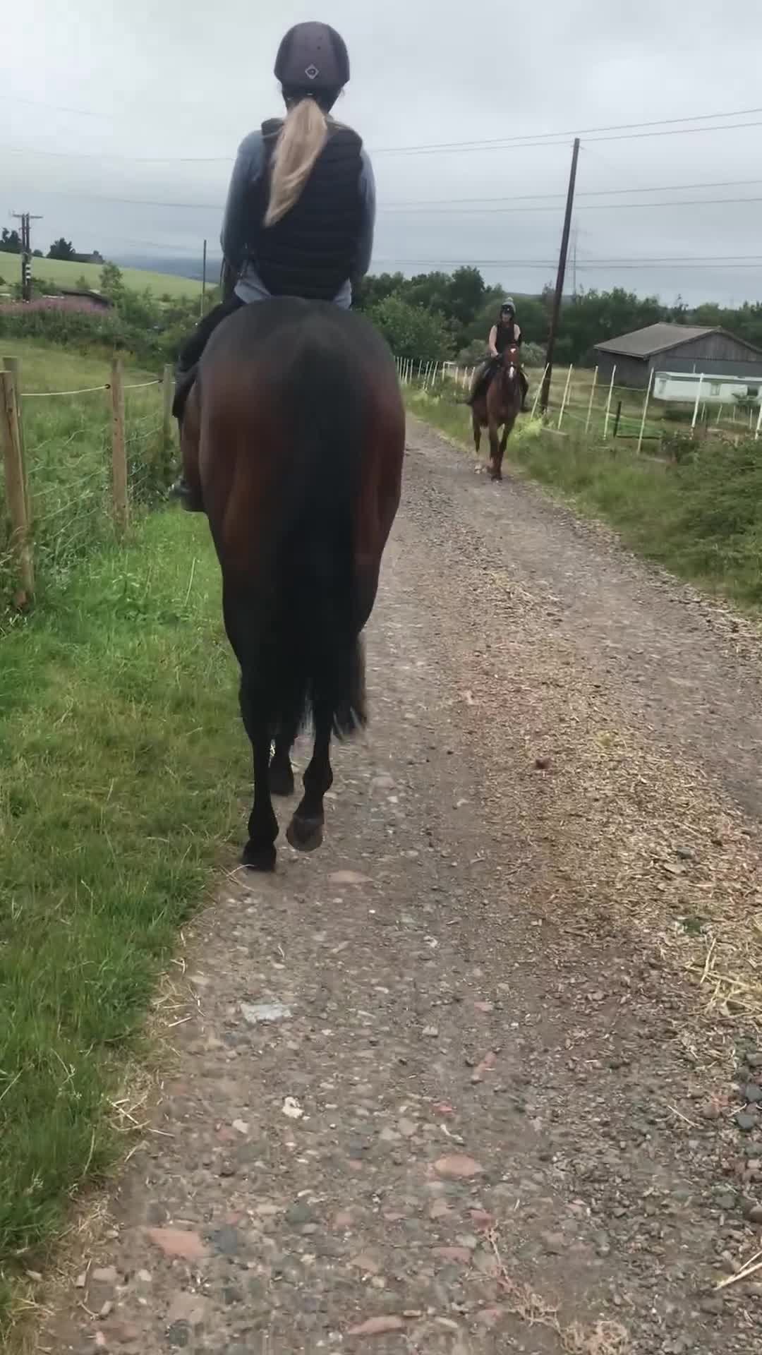 Irish Thoroughbred horses for sale: Stunning Bay gelding  - Video 1