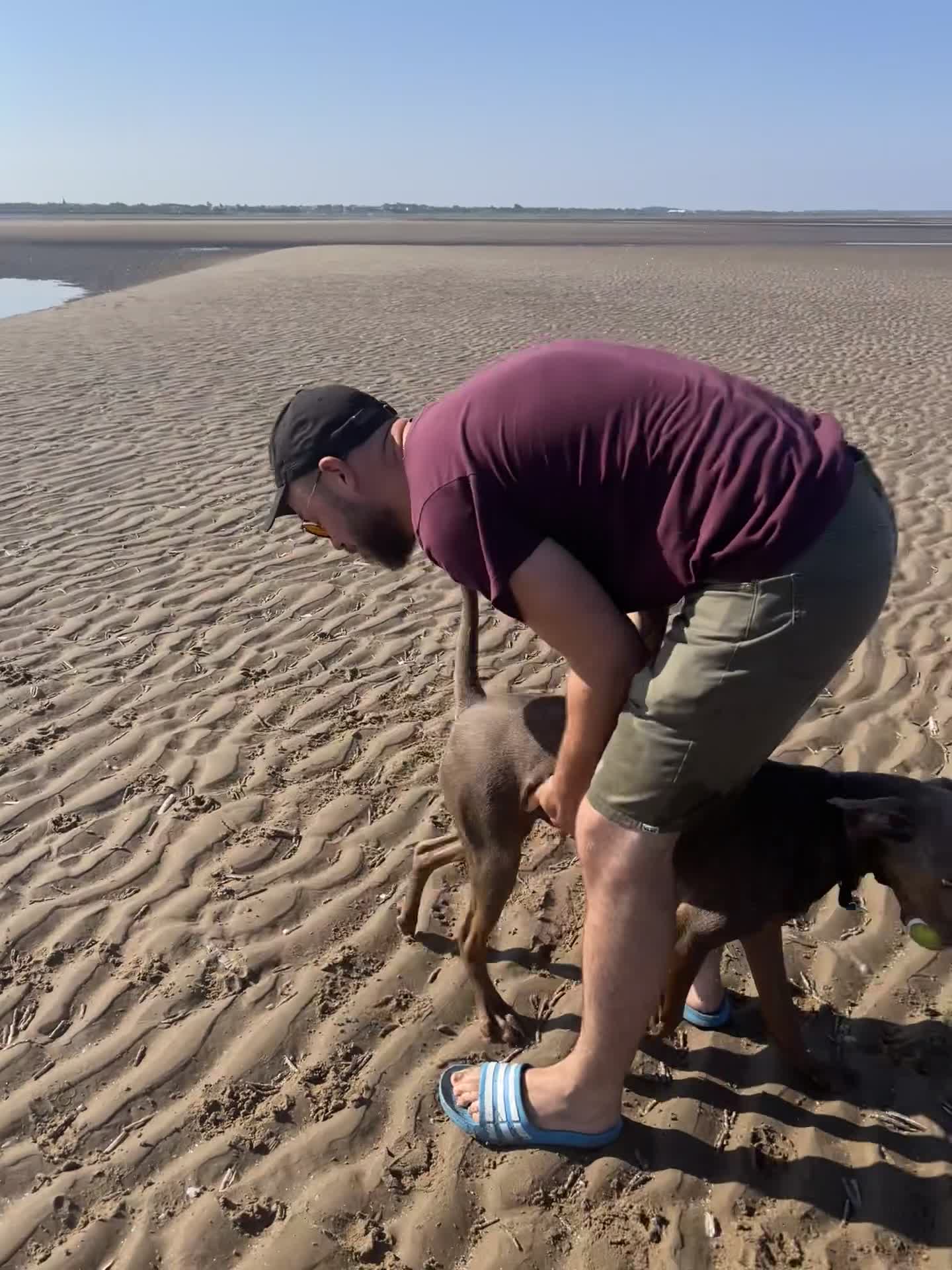 Mixed Breed dogs for sale: Loving Active Pup, Looking for His Forever Home in Southport - Video 1