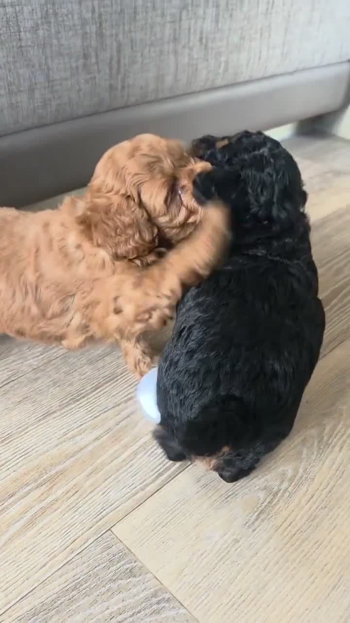 Cavapoo dogs for sale: Our cute phantom cavapoos looking for forever home - Video 2