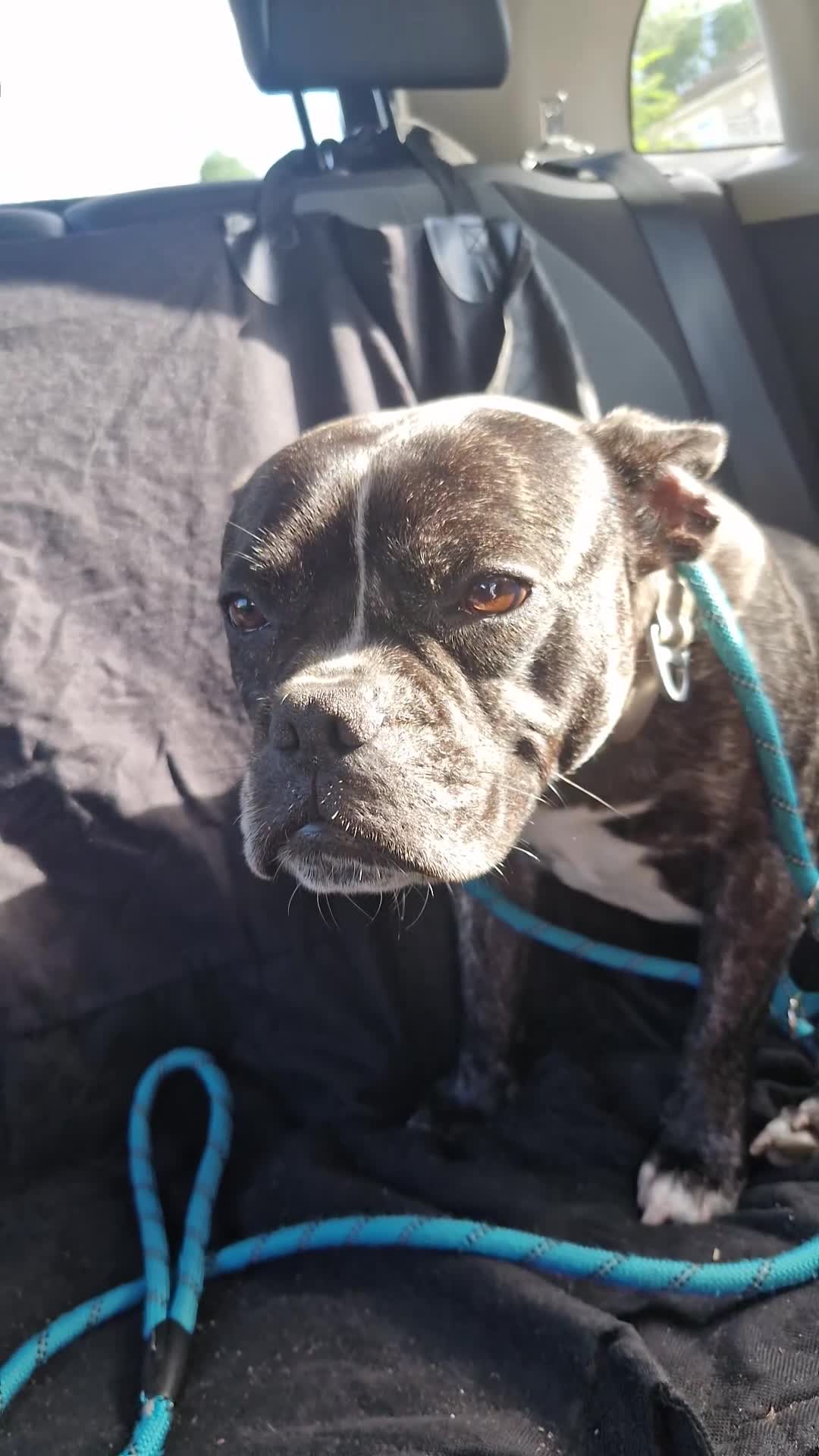 Mixed Breed dogs for sale: Fraffy 4 years old in Plymouth - Video 2