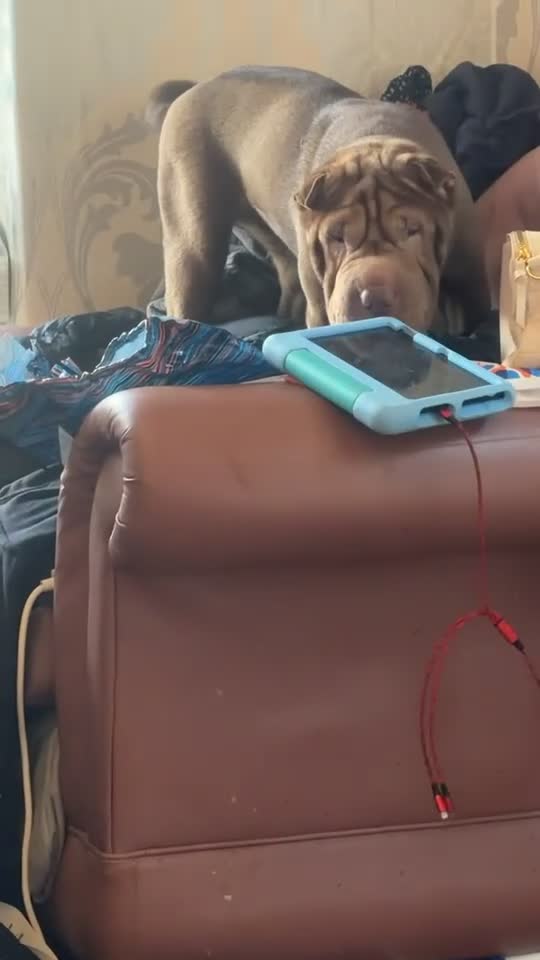 Shar Pei dogs for sale: Bambi - Shar Pei  - Video 1