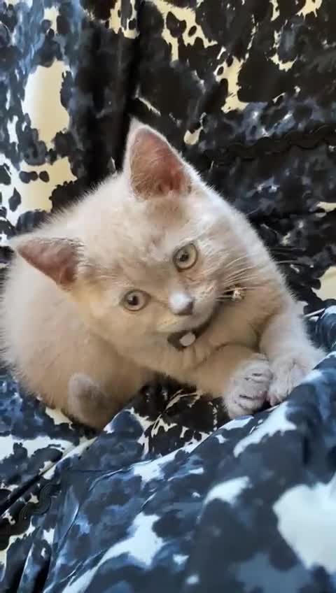 Scottish Fold cats for sale: Cute Scottish kittens READY to go  - Video 1