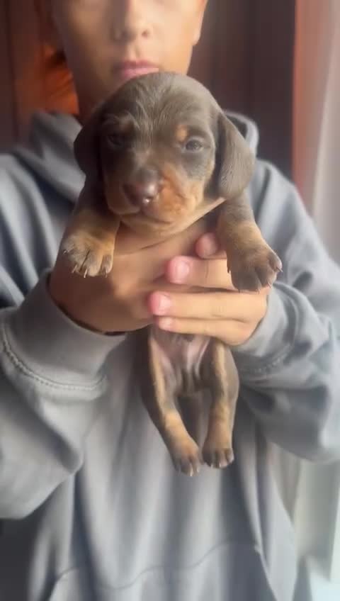 Miniature Dachshund dogs for sale: Miniature daschaund puppies  - Video 5