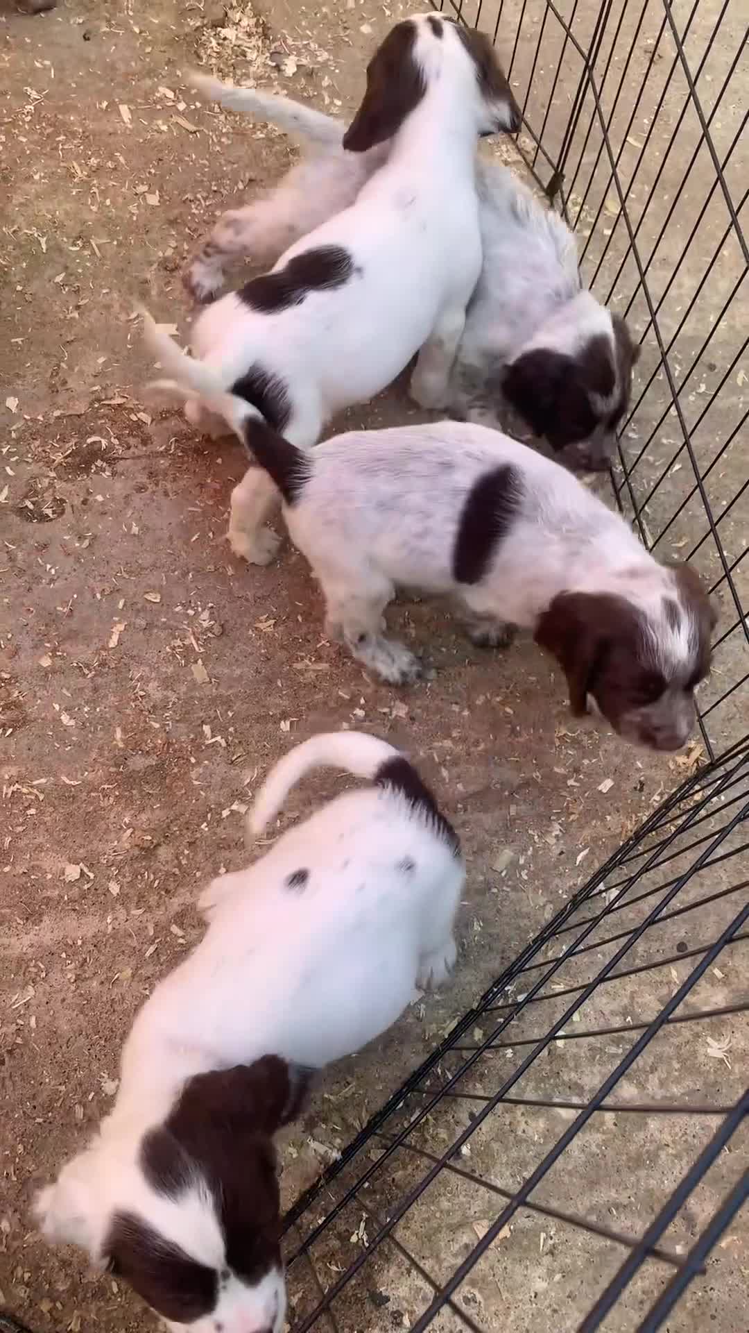 Sprocker dogs for sale: 2boys2girls READY TO LEAVE NOW Cocker Spaniels - Video 2
