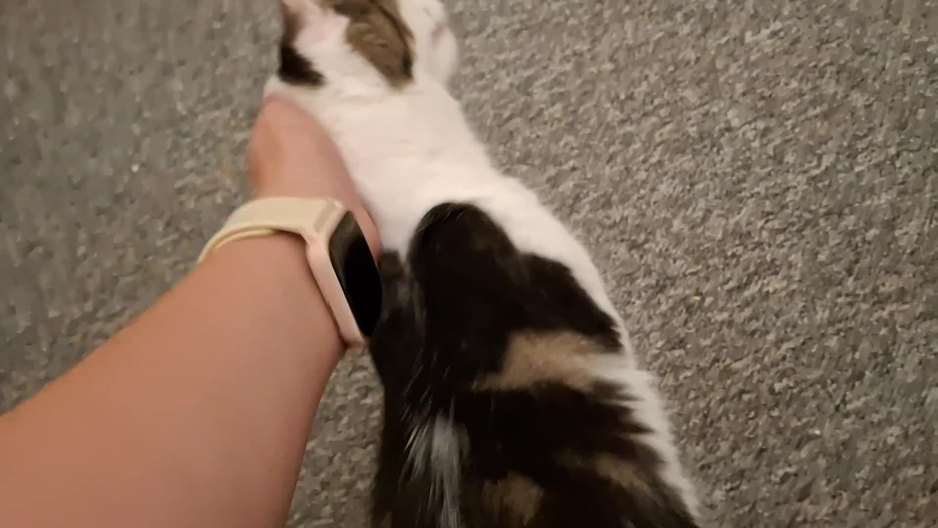 Mixed Breed cats for sale: Mix breed - Video 3