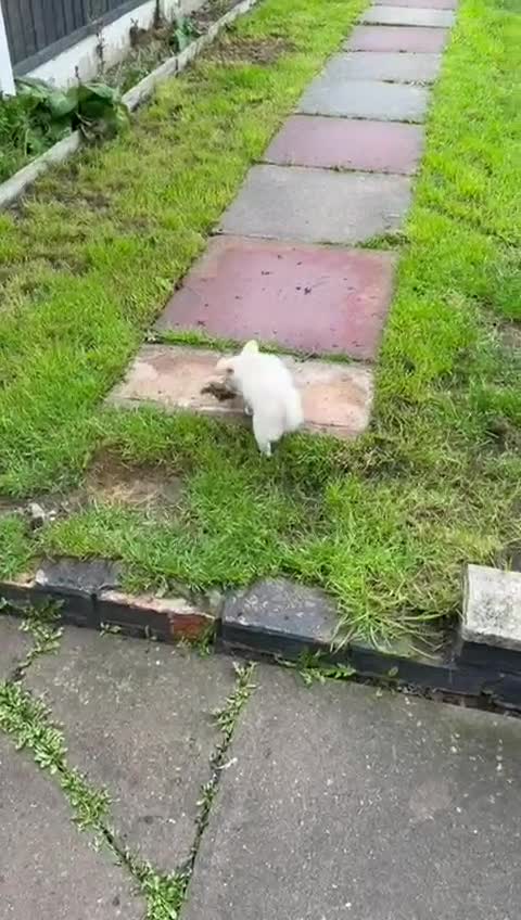 Chihuahua dogs for sale: Chihuahua white long hair  - Video 1