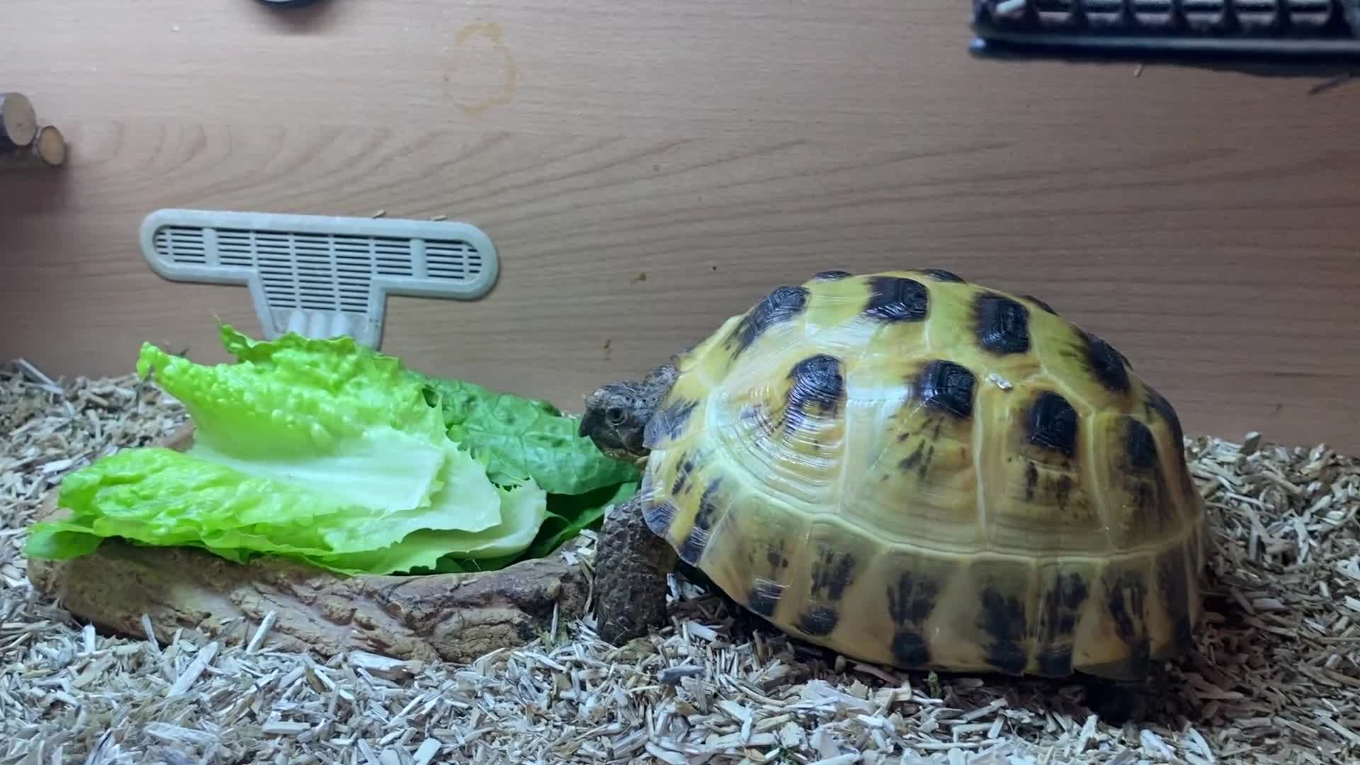 Tortoise reptiles for sale:  Horsefield Tortoise and Full Vivarium Set Up  - Video 2