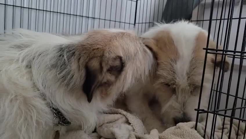Mixed Breed dogs for adoption: Harley 💙 ( & brother Hershey )  - Video 1