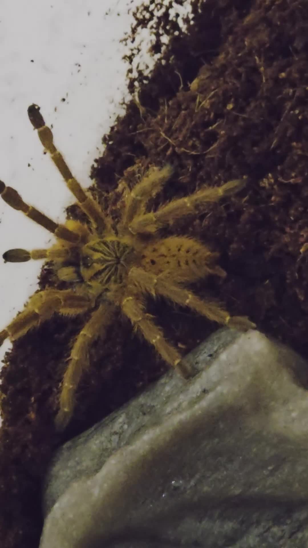 Tarantulas invertebrates for sale: Tarantulas for sale  - Video 5