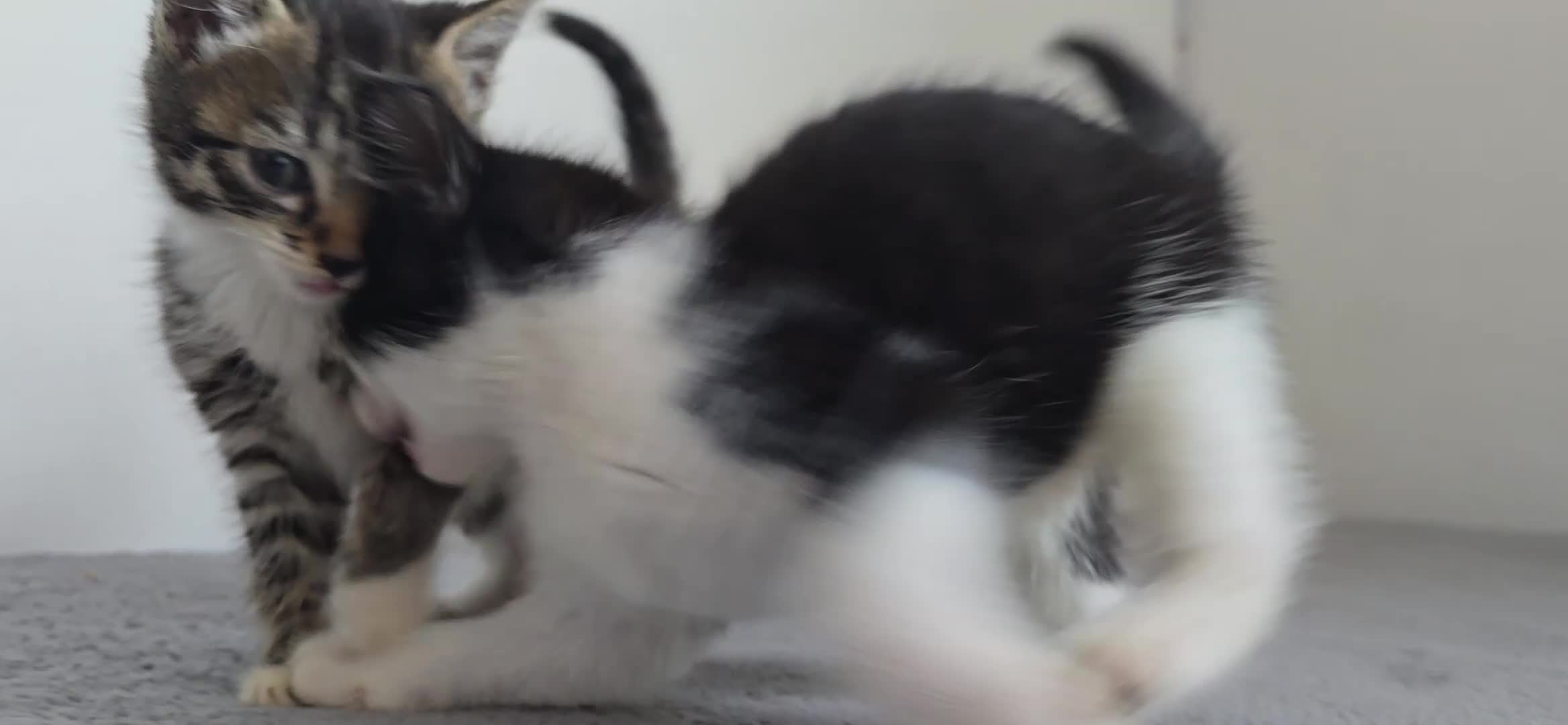 Mixed Breed cats for sale: Two kittens available - Video 1