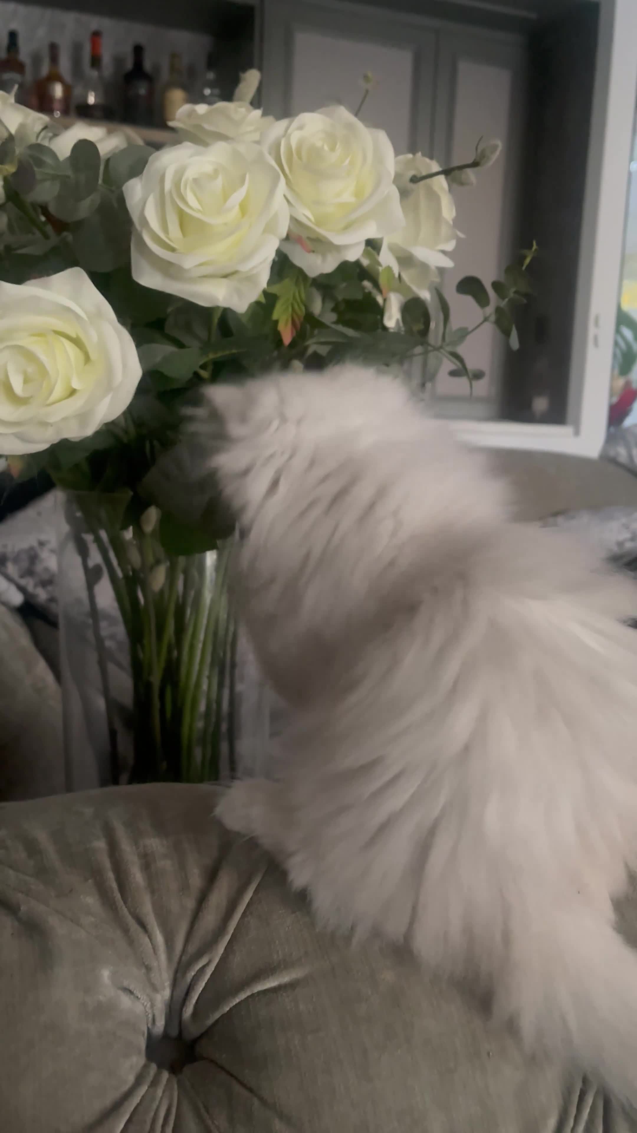 Persian cats for sale: Silver Persian chinchilla kittens, 2 Male 1 Female - Video 4