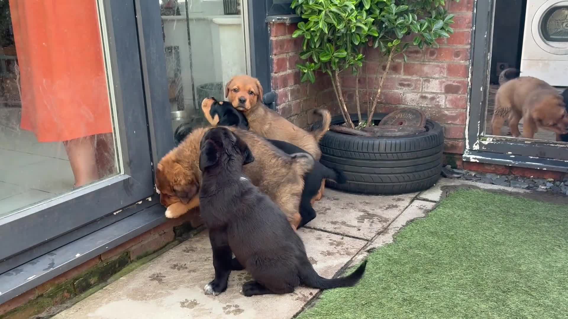 Central Asian Shepherd dogs for sale: Central Asian Shepard - Video 1