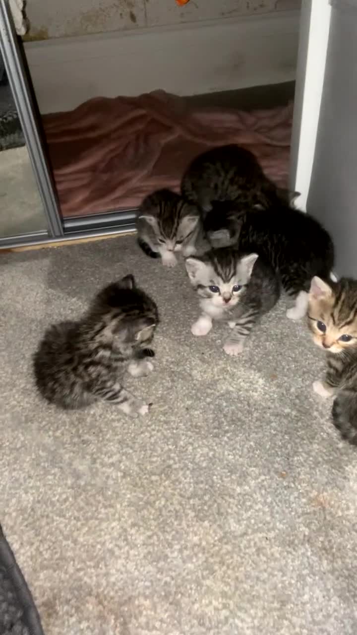 Mixed Breed cats for sale: 6 x stunning British shorthair kittens ❤️ - Video 3
