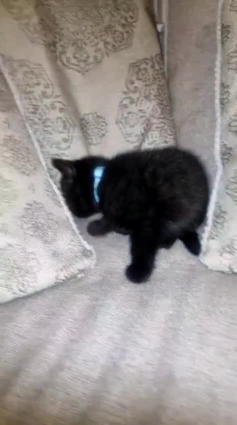 British Shorthair cats for sale: Beautiful BSH kittens in West London - Video 4