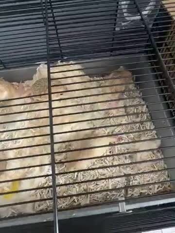 Gerbil rodents for sale: Fat tail gerbils  in Canvey Island - Video 1