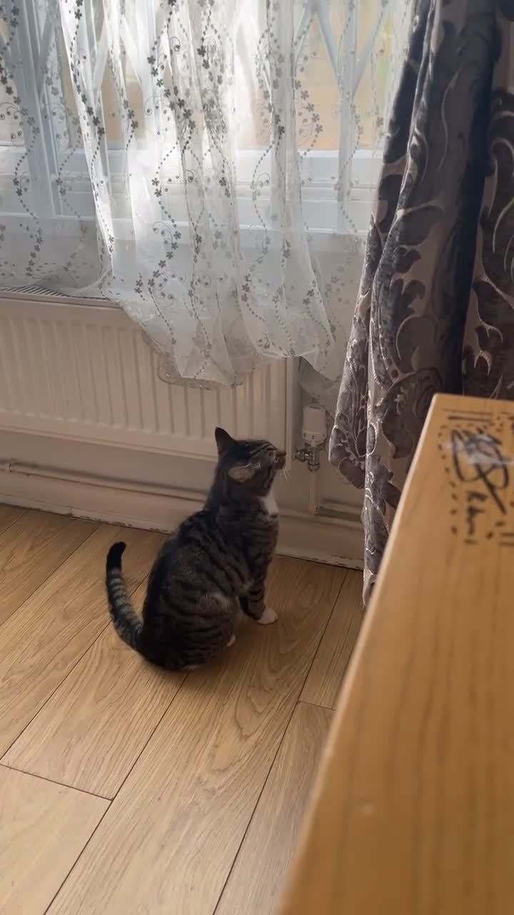 Domestic Shorthair cats for sale: pixie  in London - Video 5