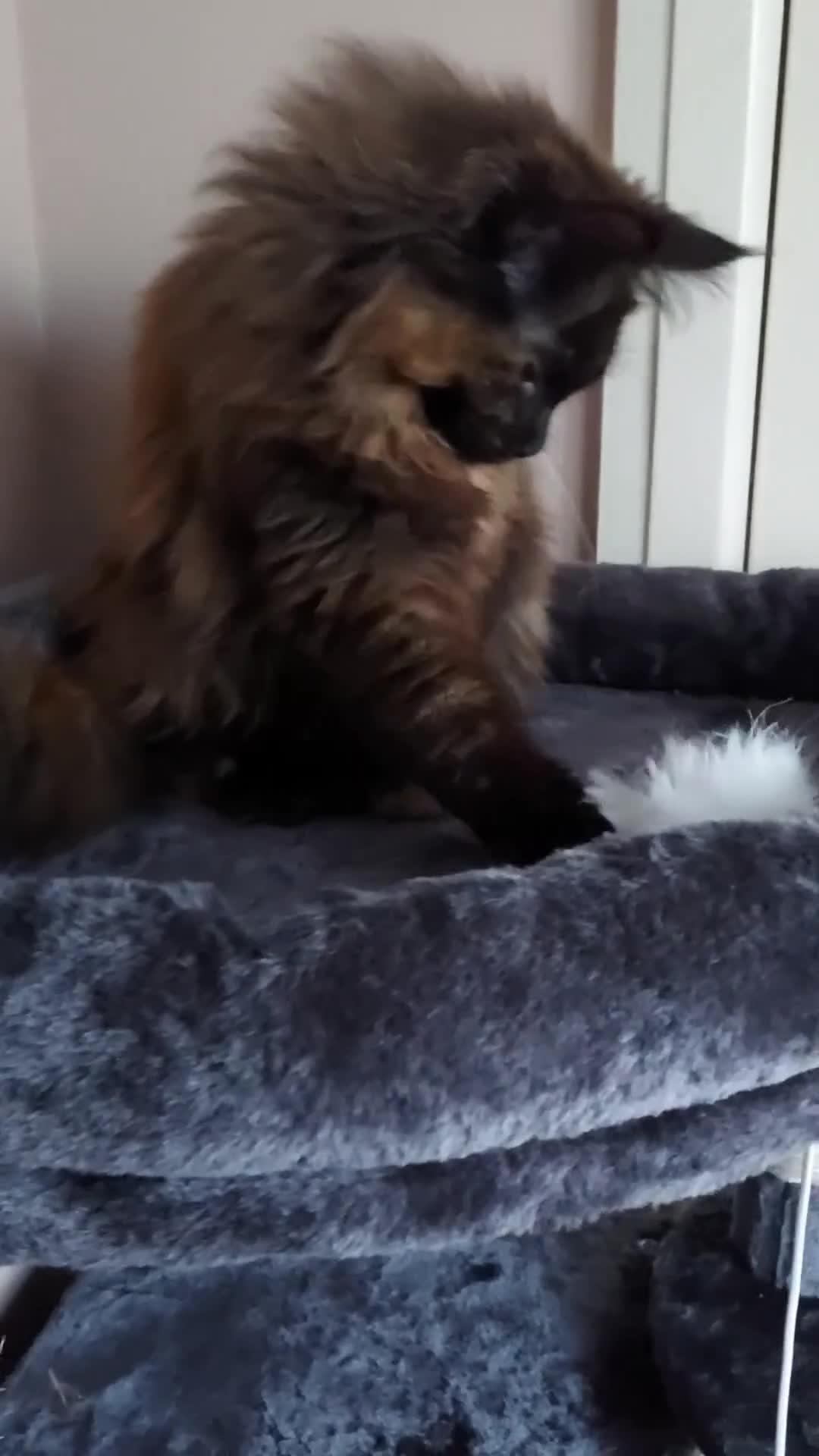 Maine Coon cats for sale: CUTE  MAINE COON GIRL /DNA/GCCF  - Video 1