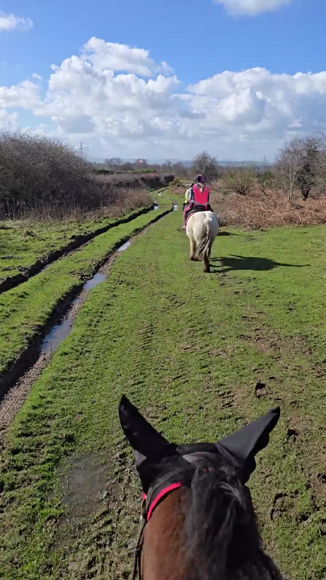 Irish Cob horses for sale: Dun and White confidence giving weightcarrier mare - Video 3