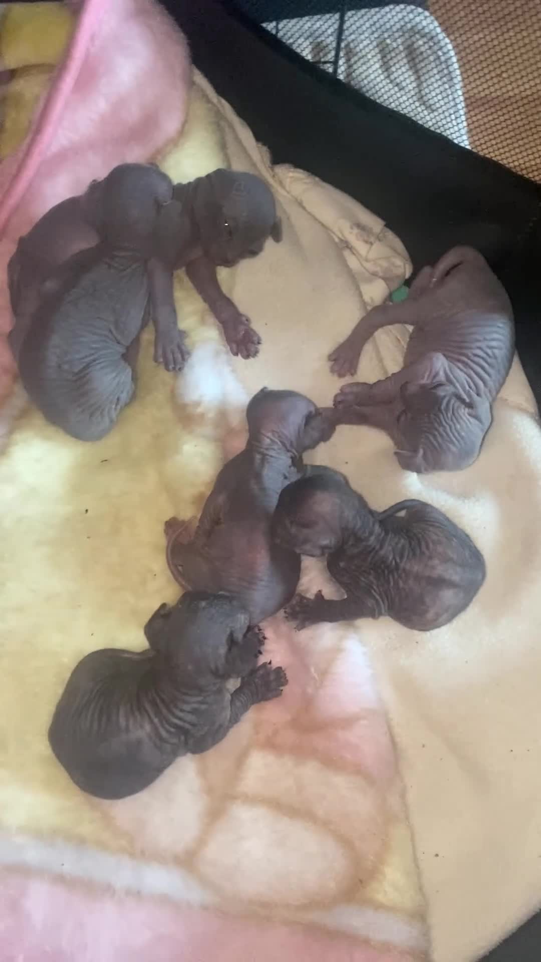 Sphynx cats for sale: Sphinx babies - Video 1