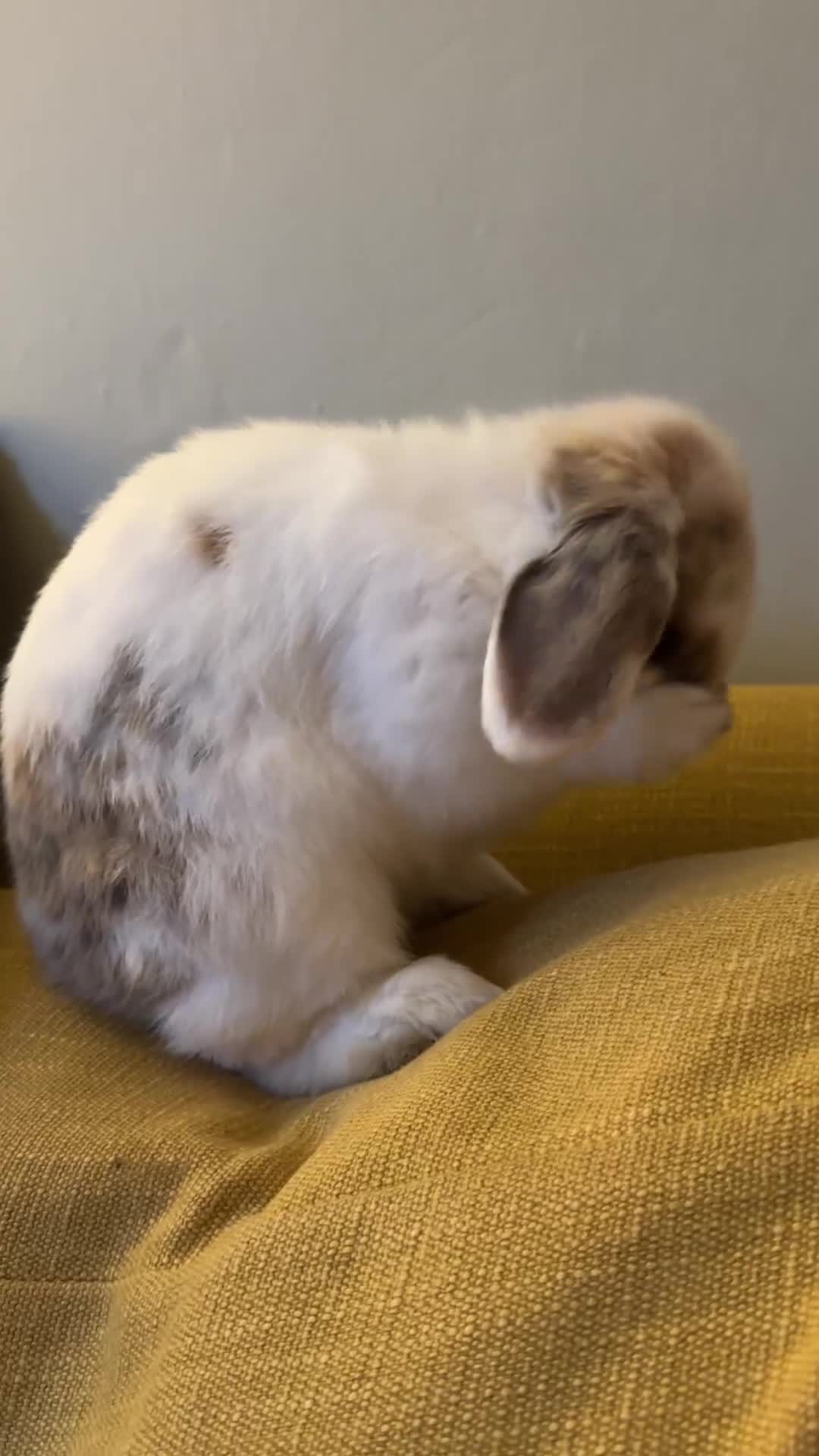 Mini Lop rabbits for sale: 2x Gorgeous mini lops sadly needing to be rehomed  - Video 1