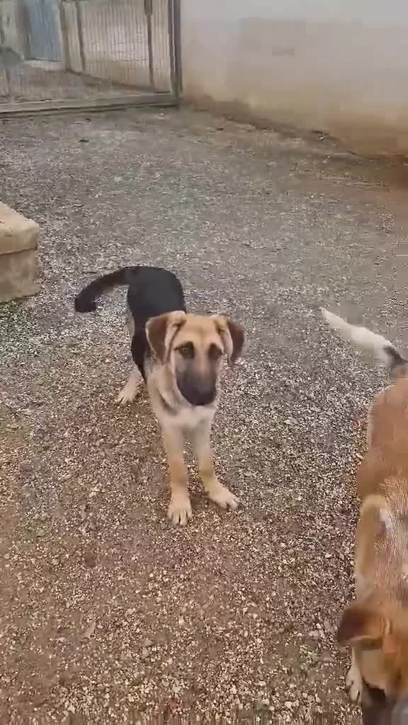 Mixed Breed dogs for adoption: Magnificent Orion 6 moths old in Boston - Video 1