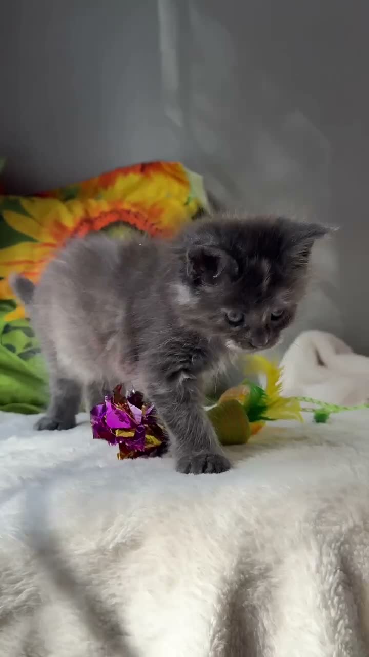 Maine Coon cats for sale: Beautiful litter of 7 Maine Coon kittens  - Video 4