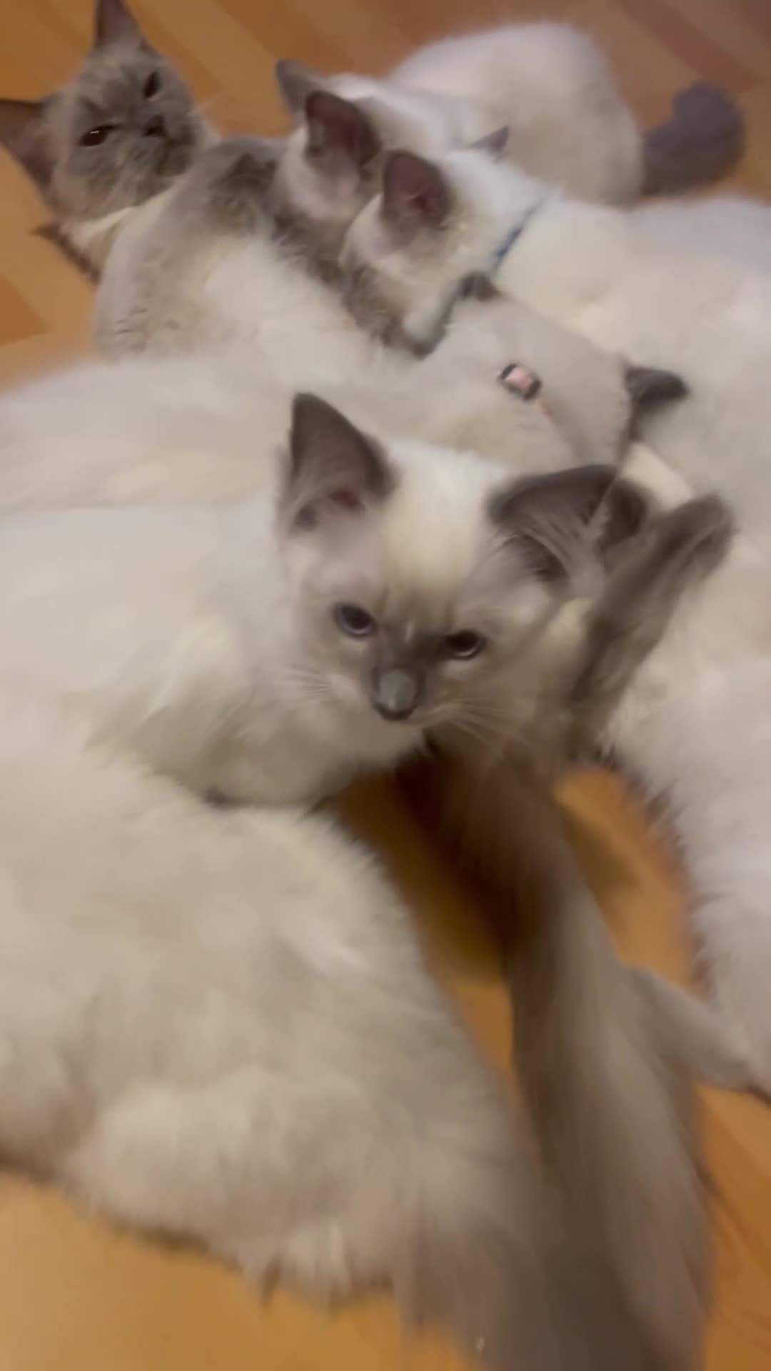 Ragdoll cats for sale:  Ragdoll kittens  - Video 5
