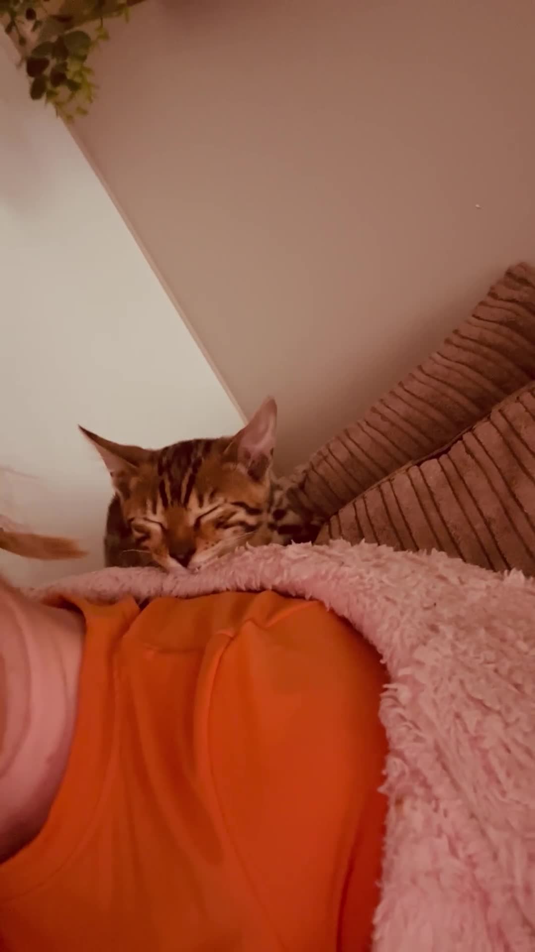 Bengal cats for sale: Tica registered bengal girl kitten 15 weeks - Video 1