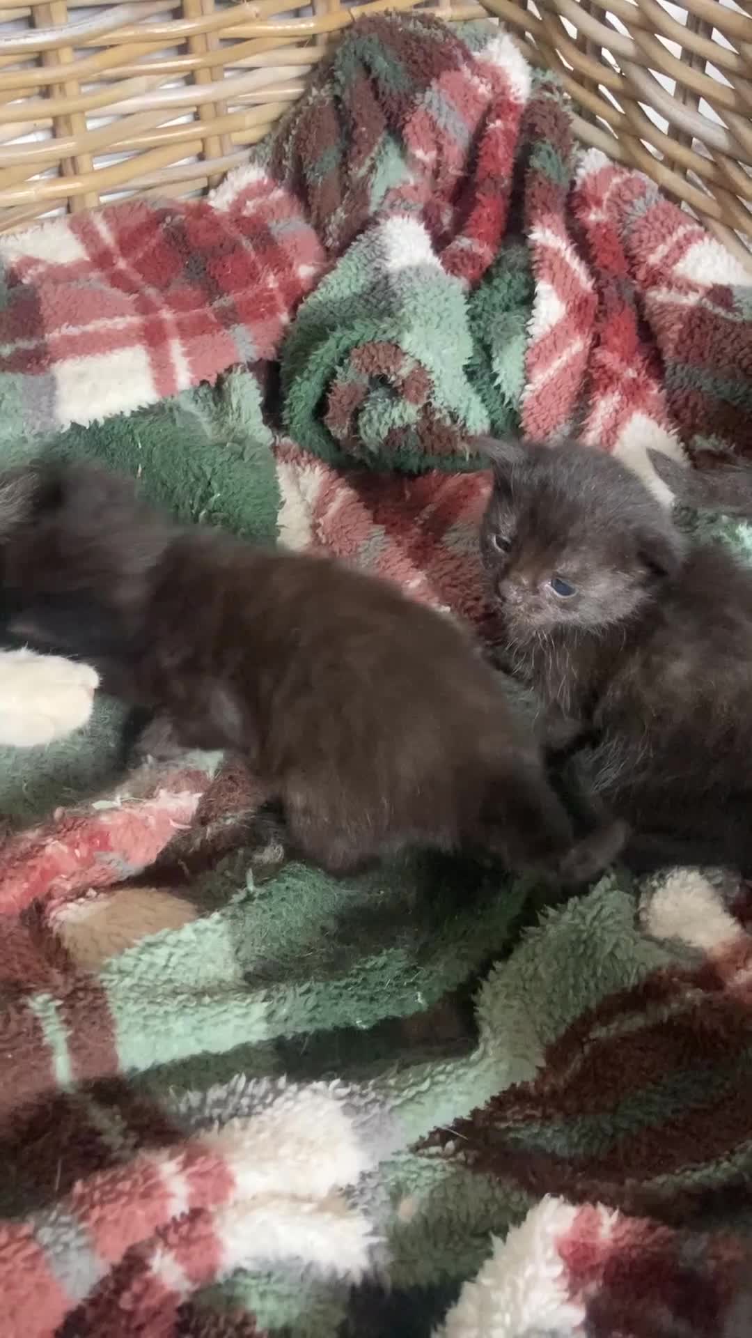 Mixed Breed cats for sale: Beautiful family friendly kittens - Video 2