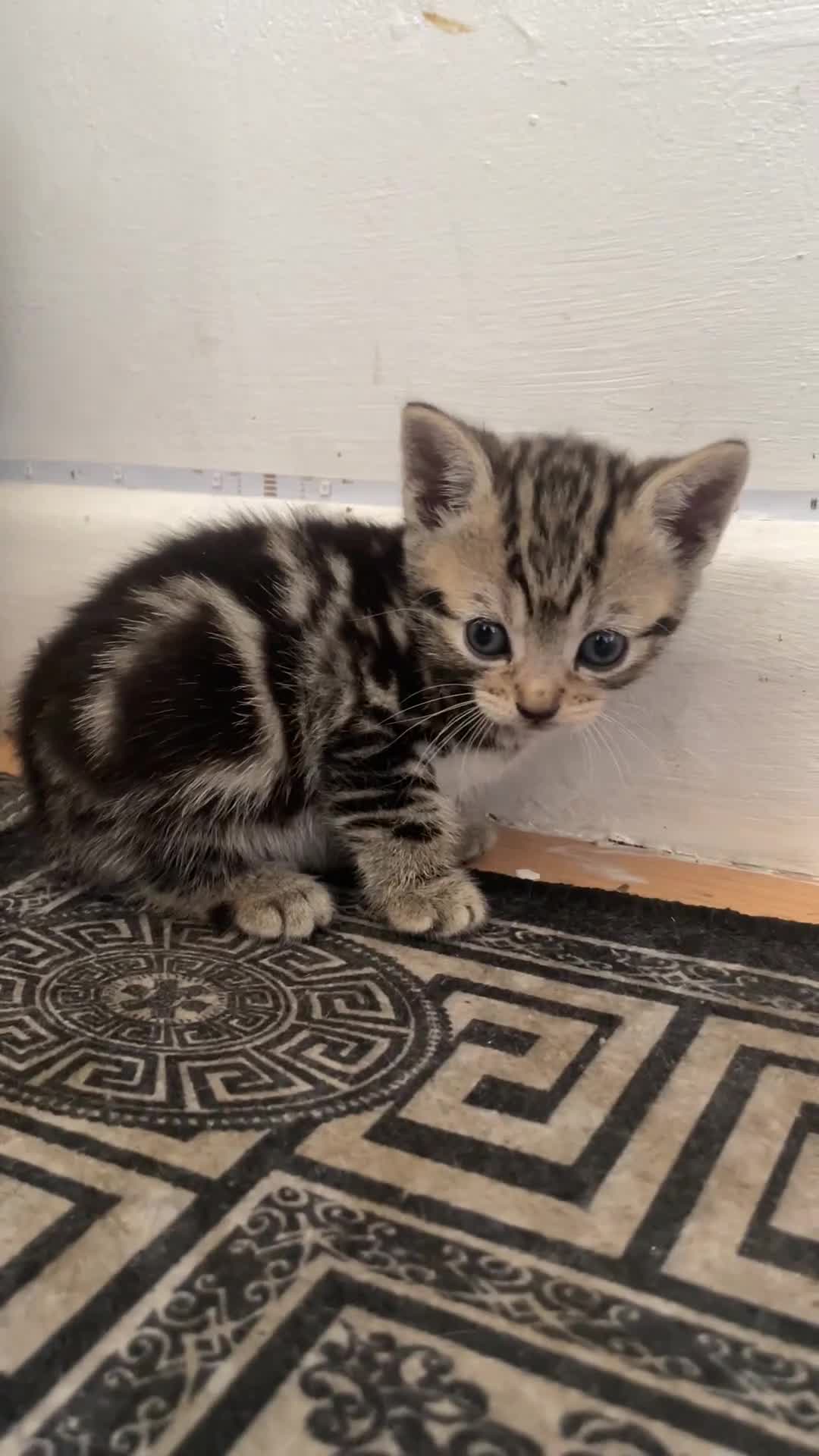 Domestic Shorthair cats for sale: Adorable 4-week-old kittens ready to reserve - Video 1