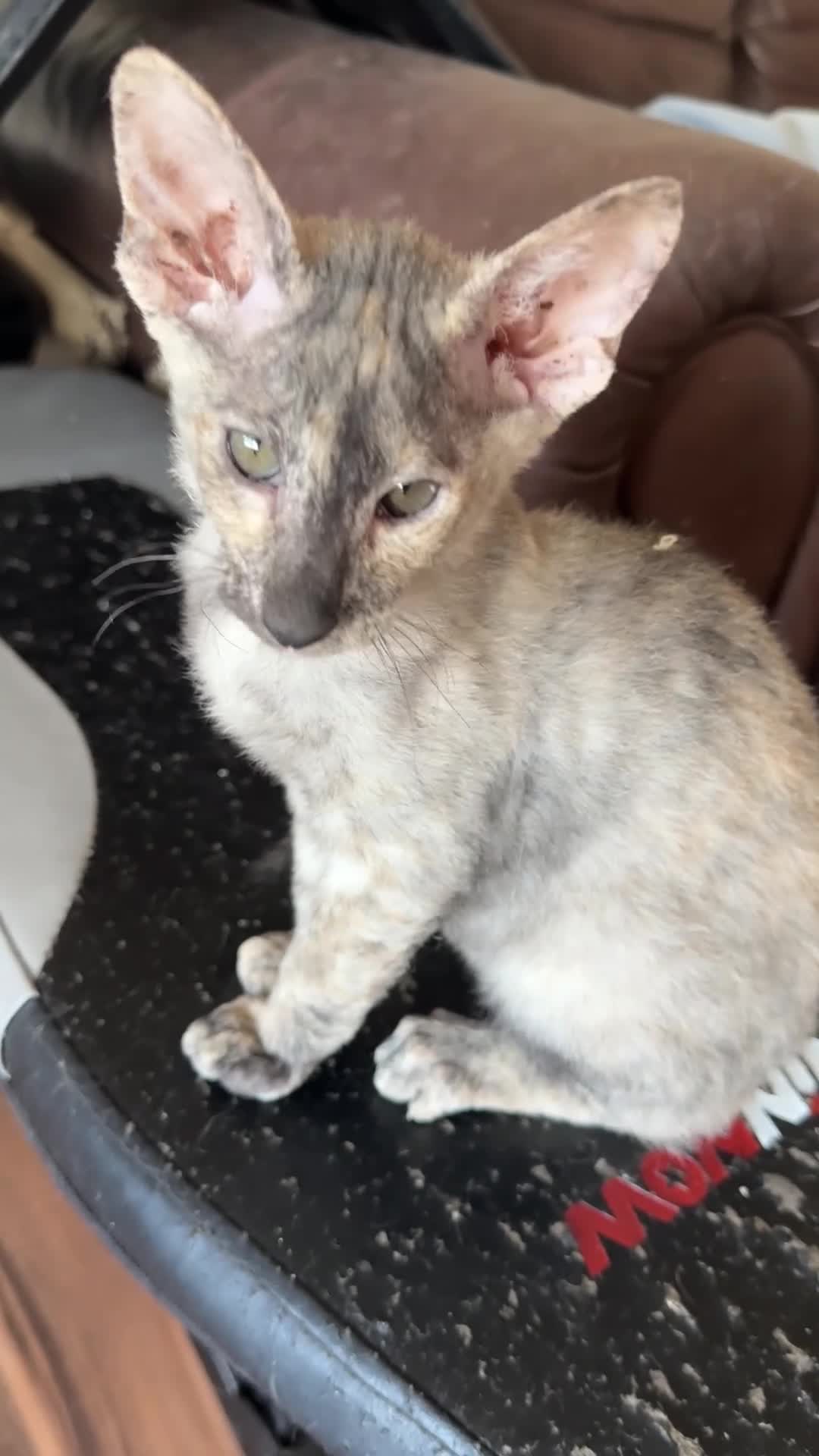 Mixed Breed cats for sale: CROSSED PETERBALD ✅✅✅ - Video 3