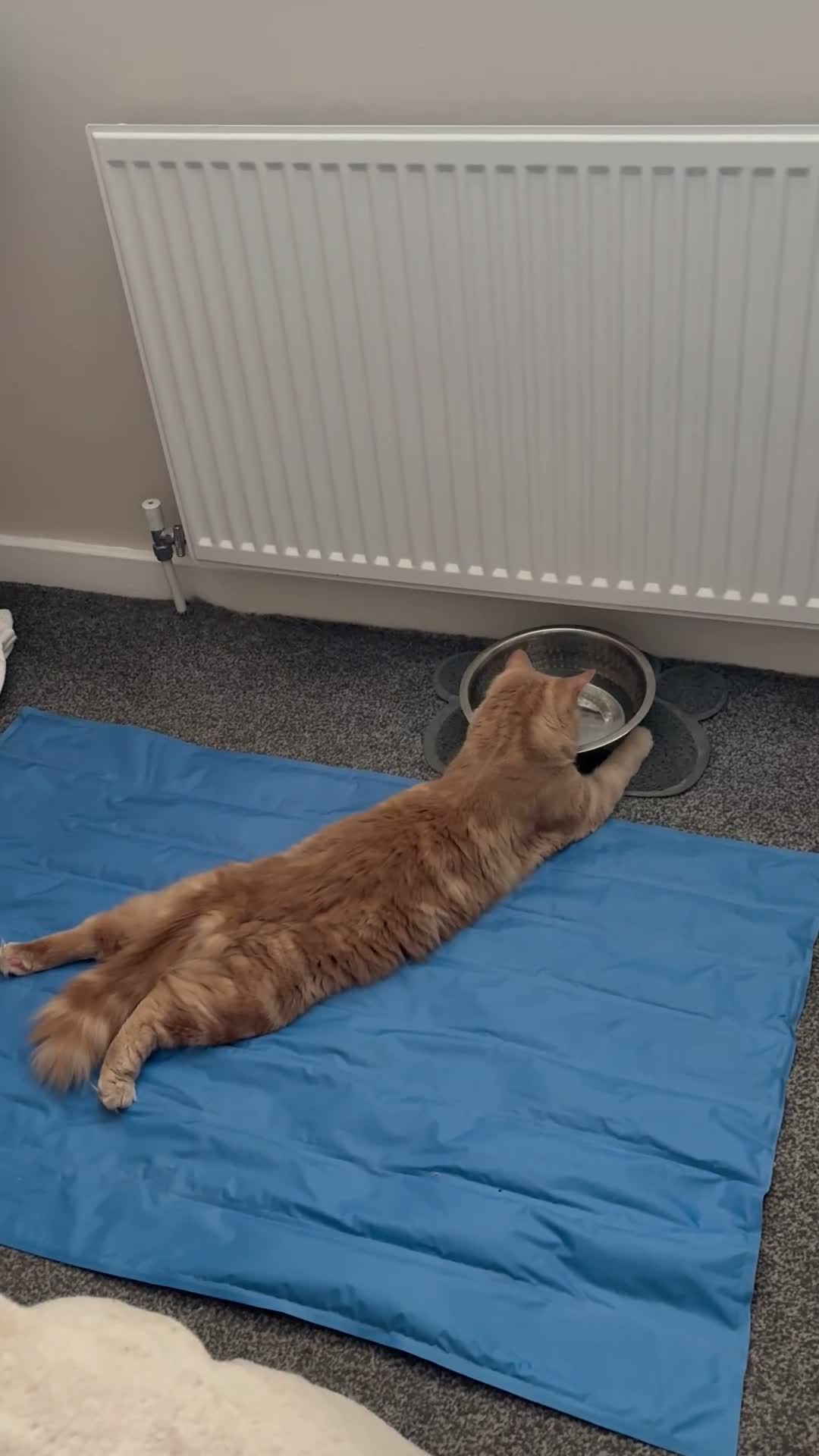 RagaMuffin cats for sale: Ragamuffin - Video 1