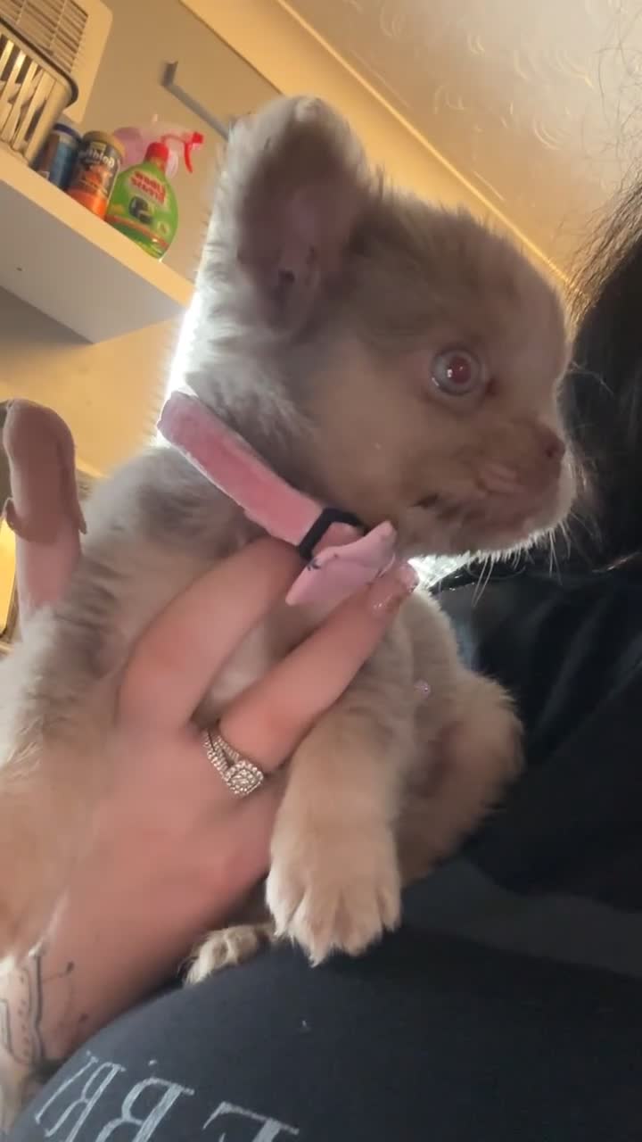 French Bulldog dogs for sale: Last girl left! Visual fluffy Frenchie  - Video 1