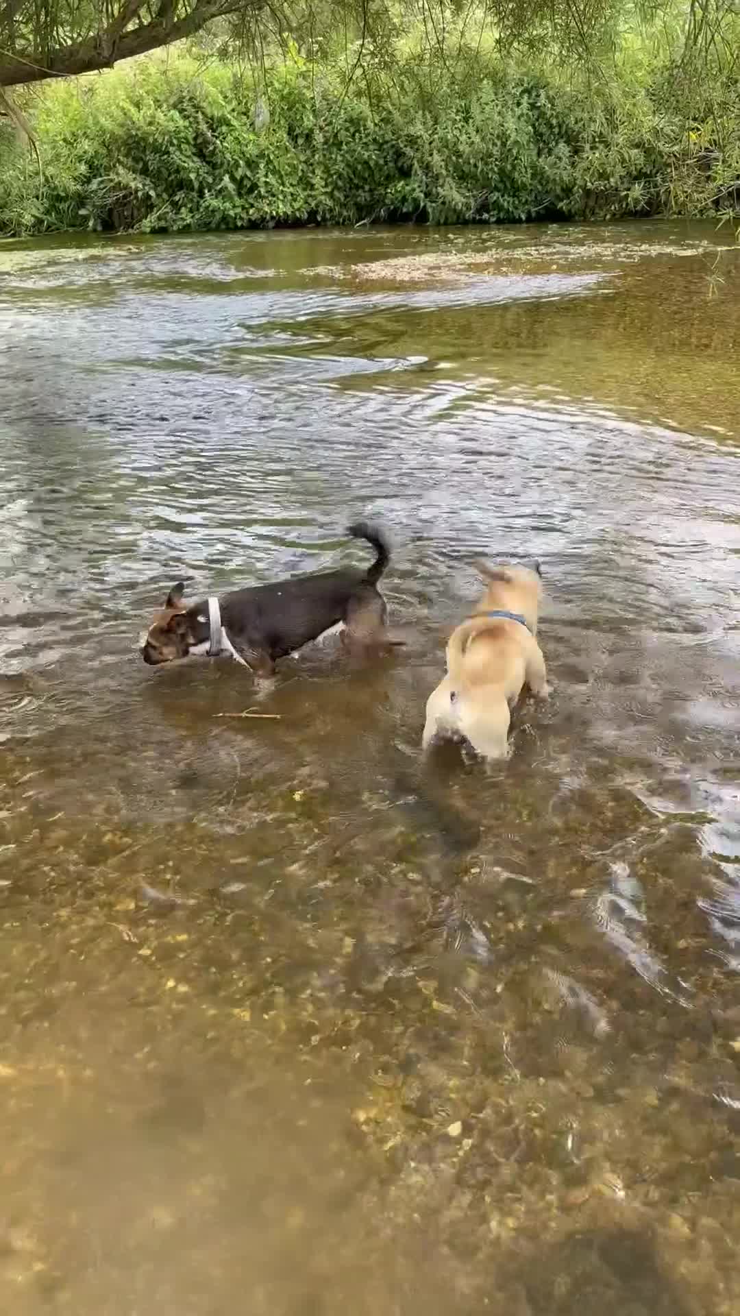 Mixed Breed dogs for sale: Rehoming  in Leicester - Video 2