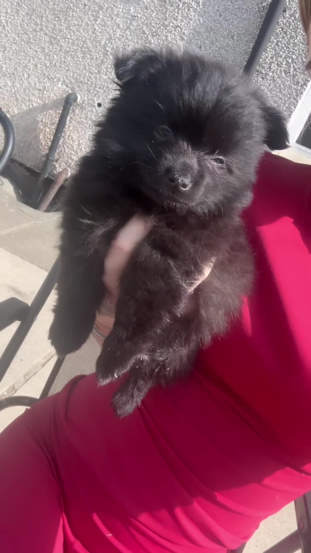 Pomeranian dogs for sale: Adorable Fox Face Pomeranian Puppies - Ready Now - Video 1