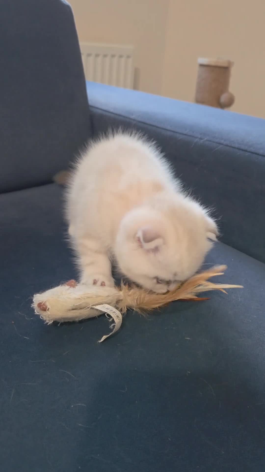 Scottish Fold cats for sale: Scottish Fold Kitten Female Ready To Be Collected  - Video 4